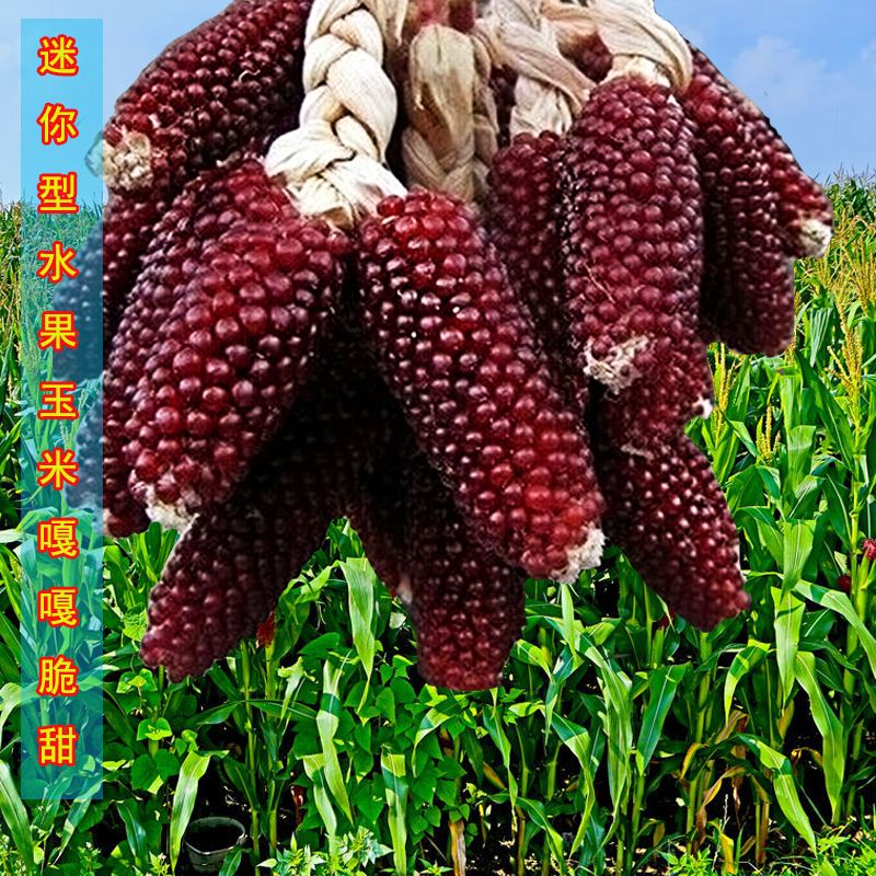 菠萝玉米种植时间